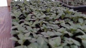 Череночник для укоренения 2500 шт черенков оочень легко и просто!