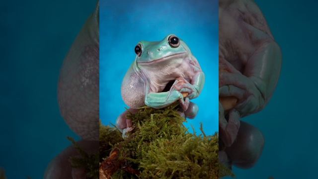 Источник на краю света. Английская сказка. смотреть онлайн