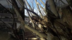 Инжир. Как лучше обрезать? Дереву более 40 лет. Плодоносит.