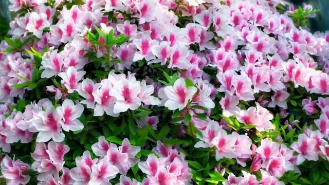 Теневыносливые и тенелюбивые комнатные растения. смотреть онлайн