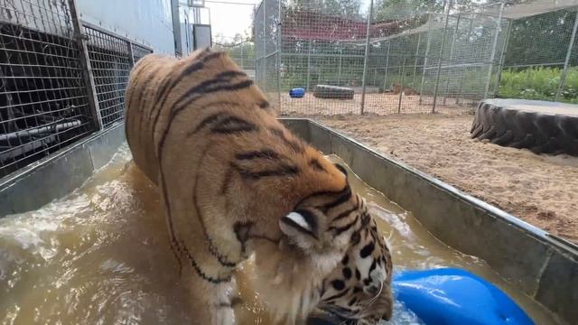 Привезли Большим Котам Бочки)Спасибо Наташа) смотреть онлайн