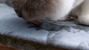 Кошка лижет железо | Cat licks iron