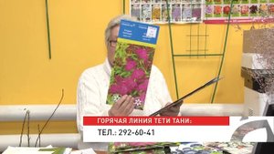 Голова садовая - Декоративные кустарники для сада