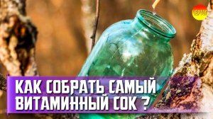 Сбор берёзового сока. Как собирать березовый сок?