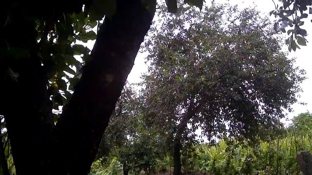 Вишнёвое дерево. Очень сладкая вишня.