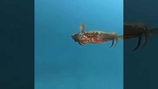 Краб летает