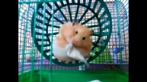 Хомяк ест бумагу!!!!!! ЗАЧЕМ????????????