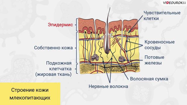 16. Общая характеристика классов Птицы и Млекопитающие