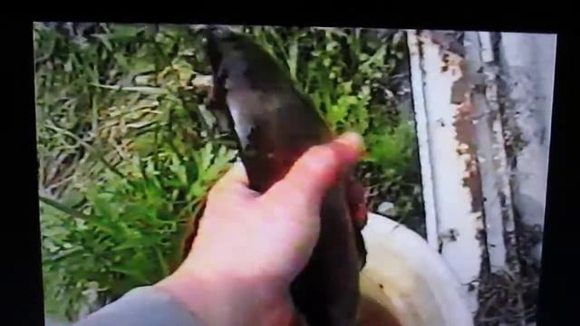 Настоящий хариус! смотреть онлайн