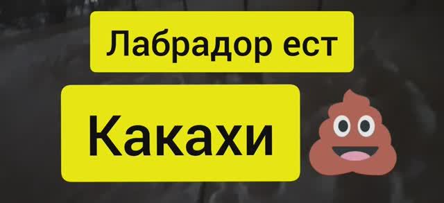 Собака лабрадор ретривер ест какашки на улице. Собака лабрадор Тафгай на прогулке смотреть онлайн