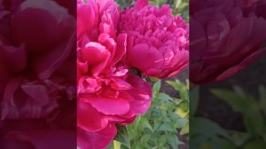 Новый любимчик пион Хайлайт