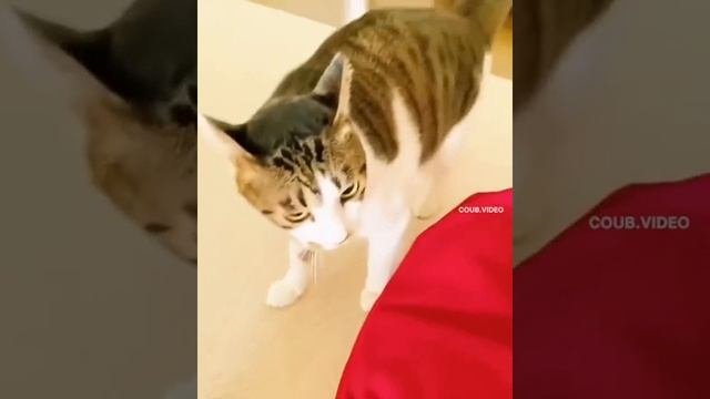 Потанцуем)