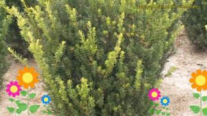 Тис средний Хилли. Краткий обзор, описание характеристик, где купить саженцы taxus x media Hillii