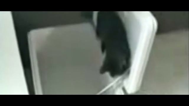 Самые смешные коты в мире! Лучшие приколы с котами 2016-2017 часть 5/ бешеные коты (CatsLIVE) смотреть онлайн