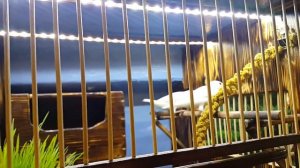 Рисовки Амадины и Другие детали