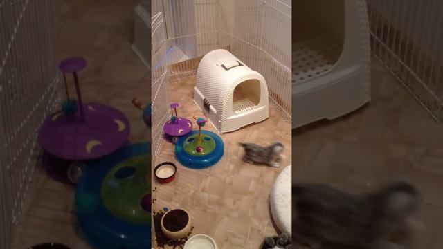 Серебристые британские котята смотреть онлайн