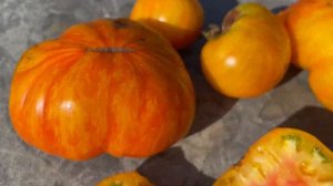 Томат ПЛАН 9 ИЗ ОТКРЫТОГО КОСМОСА. 💥 Plan 9 from Outer Space tomato