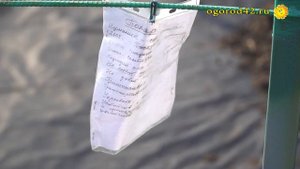 Перспективные, новые сорта ежевики на испытании