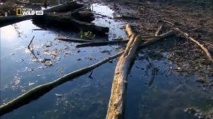 Дунай. Европейская Амазонка | Мир дикой природы