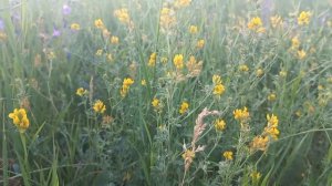 Люцерна жёлтая Лекарственная трава