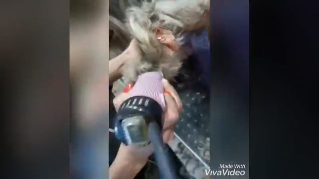 Тримминг шнауцера