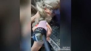 Тримминг шнауцера