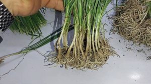 CHINESE CHIVES (Allium turbosum) - Detail ( part 2 of 3) // call +919921607202 for bulk order