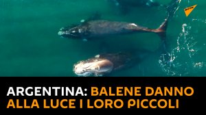 Argentina: balene danno alla luce i loro piccoli