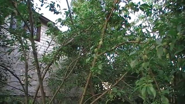 Как спасти персик,томат,картофель,яблоню и грушу от мучнистой росы и фитофторы сад огород выпуск 04 смотреть онлайн