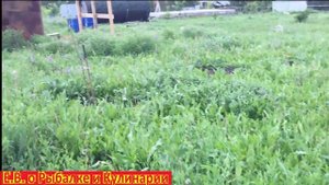 Мой саженцы на даче которые я сажал полный осмотр.Прижившиеся саженцы хвойные и плодовые на даче.