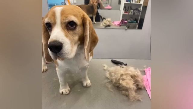 Бигль. Принудительная линька. #beagle #бигль смотреть онлайн