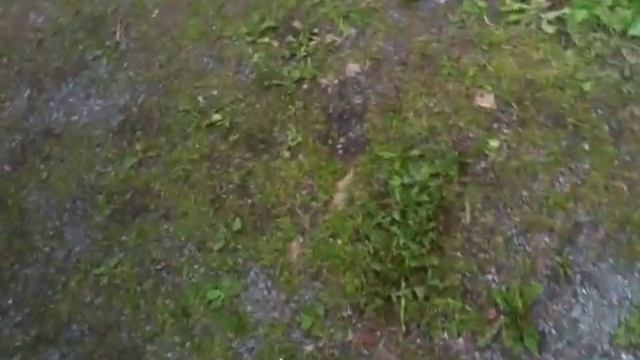 Cold start the 1990 Chevrolet Suburban 6.2 Diesel смотреть онлайн