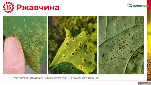 Комплексный взгляд на технологии возделывания подсолнечника