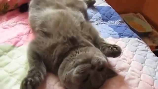 Спящие Котята :) смотреть онлайн