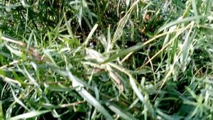 Дачная аптечка: эстрагон, он же тархун