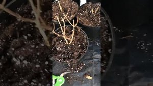 Пересадка гортензии из контейнеров Р9 в три литра