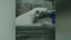 Best Animals Funny Fails Compilation 2020 ? , Funny Animals.mp4