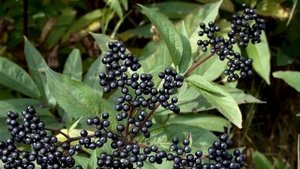Растение бузина Фото Бузина черная \ Plant elderberry, black Elderberry Picture