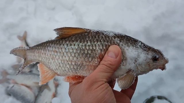 Река Косьва. За сорогой. 04.03.23г. смотреть онлайн