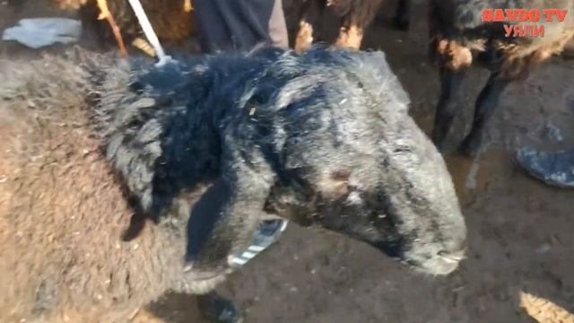 МОЛБОЗОРИ УЯЛИ,  ГУСФАНДИ ХИСОРИ ДАР УЯЛИ 6000с???