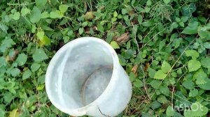 В лес за опятами!#сочинцы#грибысочи#лоо2022#октябрьвсочи