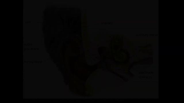 How to Pronounce Cochlea (Real Life Examples!) смотреть онлайн