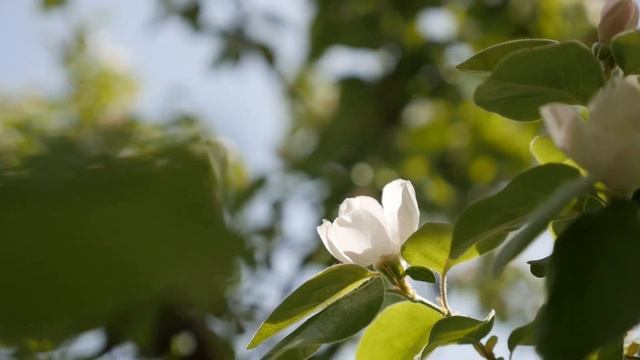 музыка для сна... Невероятно красивая музыка! Трогает до слез... для души музыка лучшая смотреть онлайн