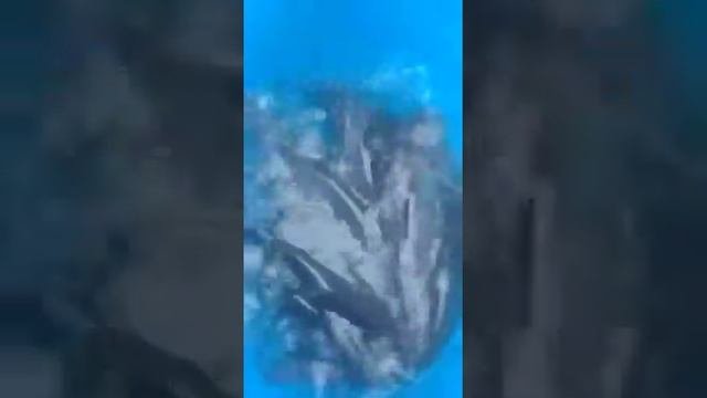 Зарыбление
