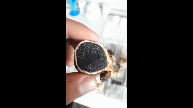 Белый трюфель