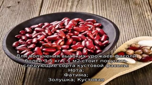 Виды фасоли