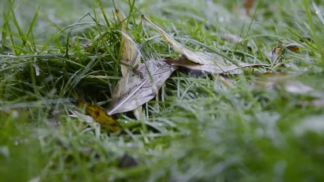 Introduction to Crime Scenes смотреть онлайн