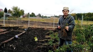 "ТАМЕРЛАН" Черная смородина посадка.