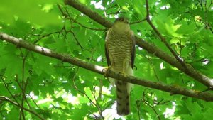 Ястреб-перепелятник. Голос ястреба-перепелятника ( Accipiter nisus )