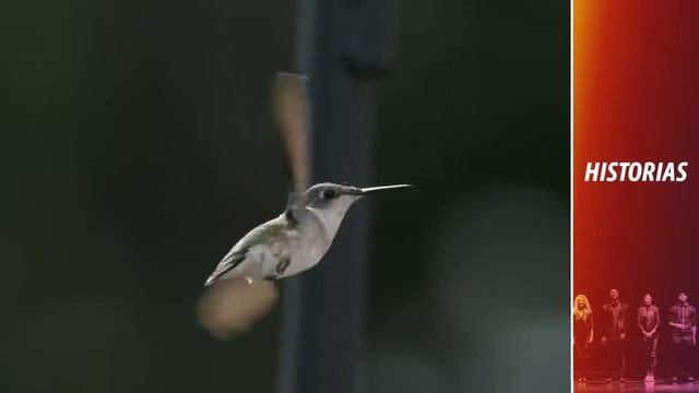 Comenzó A Grabar Y Nunca Se Imaginó Que Grabaría A 30 Colibríes Haciendo Esto - Mira смотреть онлайн